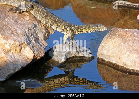 Nilwaran im Kruger Nationalpark, S. Stockfoto