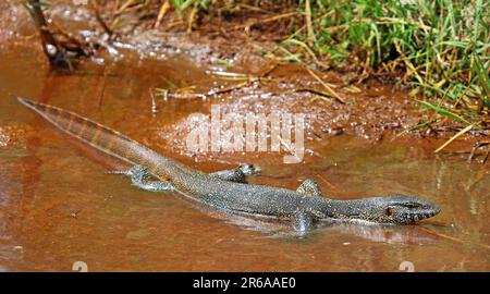 Nilwaran im Kruger Nationalpark, S. Stockfoto