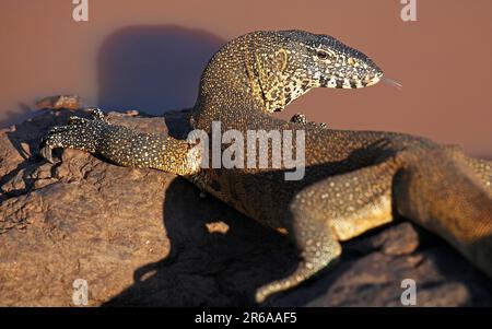 Nilwaran im Kruger Nationalpark, S. Stockfoto