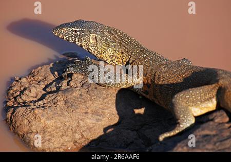 Nilwaran im Kruger Nationalpark, S. Stockfoto