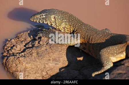 Nilwaran im Kruger Nationalpark, S. Stockfoto