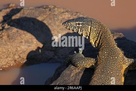 Nilwaran im Kruger Nationalpark, S. Stockfoto