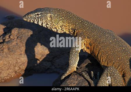 Nilwaran im Kruger Nationalpark, S. Stockfoto