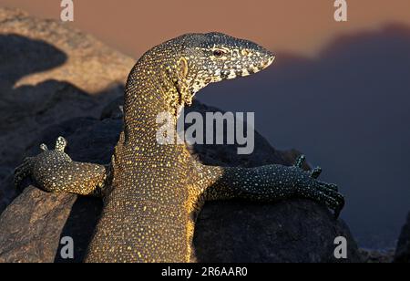 Nilwaran im Kruger Nationalpark, S. Stockfoto