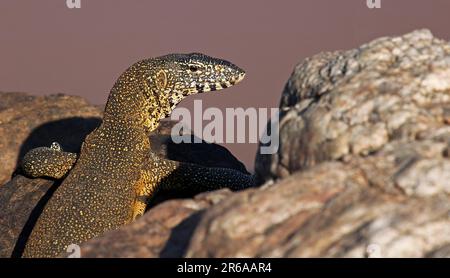 Nilwaran im Kruger Nationalpark, S. Stockfoto