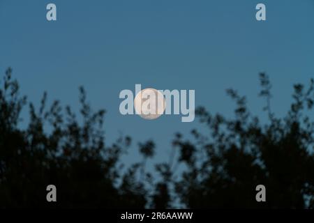 Vollmond am Nachthimmel mit umrahmten Bäumen, Victoria, Australien. Stockfoto