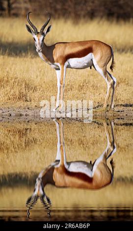 Springbock, Central Kalahari Game Reserve, Botsuana, Springbok (Antidorcas marsupialis) Stockfoto