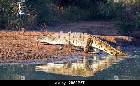 Nilkrokodil im Kruger-Nationalpark, S. Stockfoto