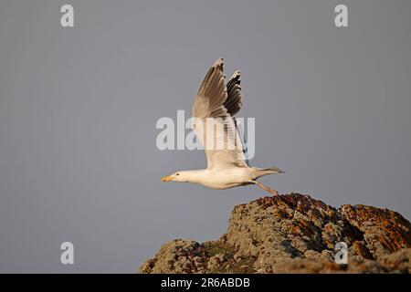 Großmöwe mit schwarzem Rücken im Flug vor Skokholm Island West Wales Stockfoto
