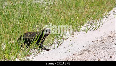 Honigdachs, der sich im Gras versteckt, Etosha, Namibia, Honigdachs, der sich im Gras versteckt, Etosha, Namibia, Honigdachs im Gras, Etosha NP, Namibia Stockfoto