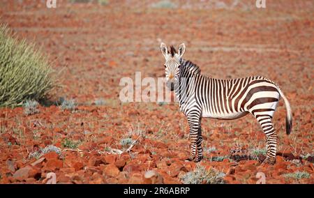 Hartmanns Gebirgszebra in der Landschaft von Palmwag, Gebirgszebra in der Landschaft Namibias, Palmwag Konzession Stockfoto