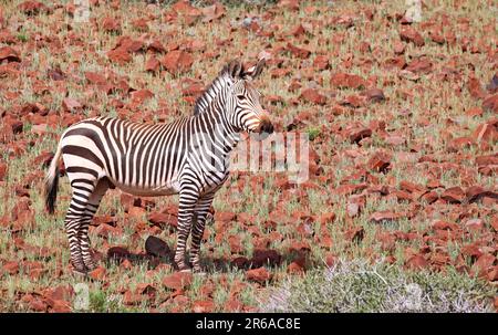 Hartmanns Gebirgszebra in der Landschaft von Palmwag, Gebirgszebra in der Landschaft Namibias, Palmwag Konzession Stockfoto