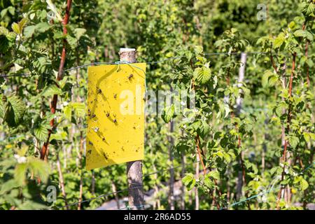 Gelbes, klebriges, fliegendes Insektenklebebrett, das im Frühling im Freien auf dem Himbeerpflanzenfeld hängt. Das landwirtschaftliche Schädlingsbekämpfungskonzept. Stockfoto