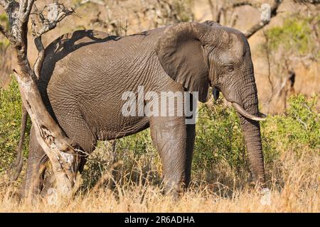 Elefant kratzt sich am Baum im Kruger Nationalpark S Stockfoto