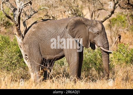 Elefant kratzt sich am Baum im Kruger Nationalpark S Stockfoto