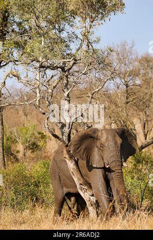 Elefant kratzt sich am Baum im Kruger Nationalpark S Stockfoto