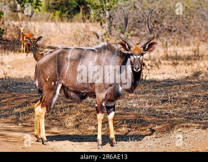 Nyala, Männlich, Majete Wildlife Reserve, Malawi (Nyala angasi) Stockfoto