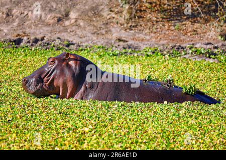 Hippo (Hippopotamus amphibius) im Wasser im South Luangwa National Park, Sambia, Afrika Stockfoto