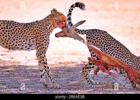 Geparden (Acinonyx jubatus), die einen Springbok essen, Kgalagadi Transfrontier-Nationalpark, Südafrika, Afrika Stockfoto