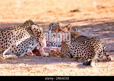 Geparden (Acinonyx jubatus), die einen Springbok essen, Kgalagadi Transfrontier-Nationalpark, Südafrika Stockfoto