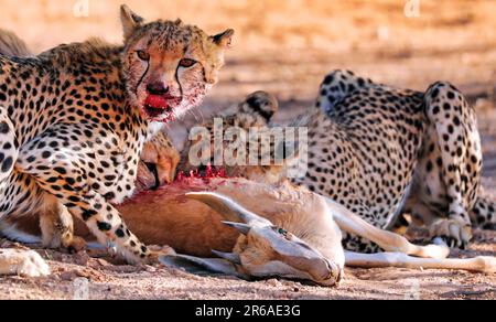 Geparden (Acinonyx jubatus), die einen Springbok essen, Kgalagadi Transfrontier-Nationalpark, Südafrika, Afrika Stockfoto