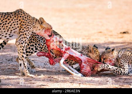 Geparden (Acinonyx jubatus), die einen Springbok essen, Kgalagadi Transfrontier-Nationalpark, Südafrika Stockfoto