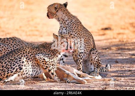 Geparden (Acinonyx jubatus), die einen Springbok essen, Kgalagadi Transfrontier-Nationalpark, Südafrika Stockfoto