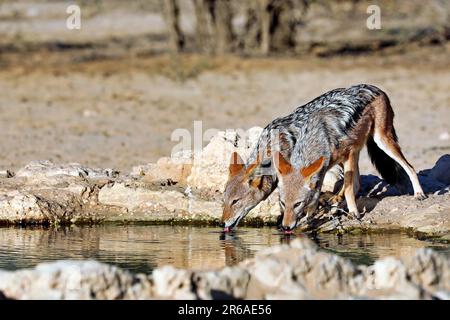 Schakale mit schwarzem Rücken trinken (Canis mesomelas), Kgalagadi Transfrontier-Nationalpark, Südafrika Stockfoto