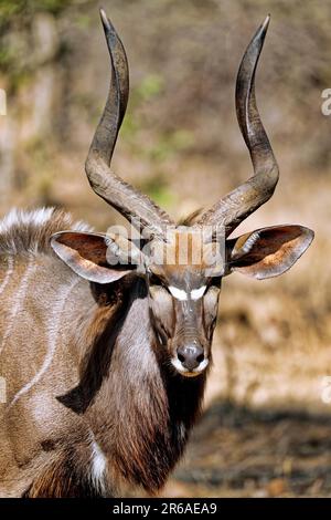 Nyala, Männlich, Majete Wildlife Reserve, Malawi (Nyala angasi) Stockfoto