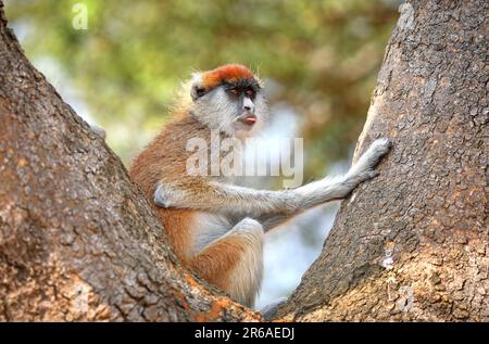 Patas Monkey (Erythrocebus patas pyrrhonotus), Murchison Falls Nationalpark Uganda Stockfoto