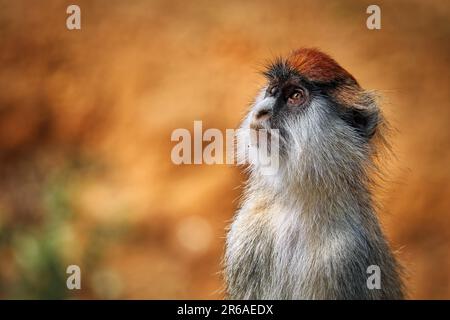 Patas Monkey (Erythrocebus patas pyrrhonotus), Murchison Falls Nationalpark Uganda Stockfoto