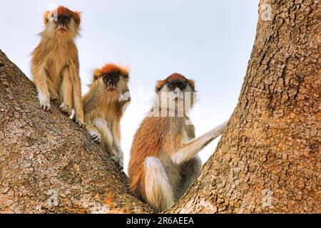 Patas Monkey (Erythrocebus patas pyrrhonotus), Murchison Falls Nationalpark Uganda Stockfoto