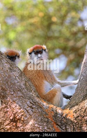 Patas Monkey (Erythrocebus patas pyrrhonotus), Murchison Falls Nationalpark Uganda Stockfoto