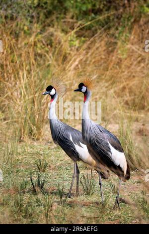 Schwarzer Kronenkranich, Murchison Falls Nationalpark Uganda (Balearica pavonina) Stockfoto