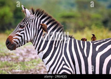 Zebra (Equus quagga) im Lake Mburo National Park in Uganda Stockfoto