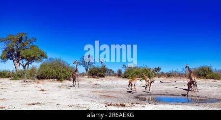 Giraffen (Giraffa camelopardalis) im Chobe-Nationalpark, Savuti, Botsuana, Giraffen im Chobe-Nationalpark, Botsuana Stockfoto