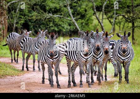 Zebras (Equus quagga) im Lake Mburo National Park in Uganda Stockfoto