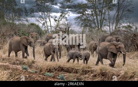 Afrikanische Elefanten, Kruger NP, Südafrika Stockfoto