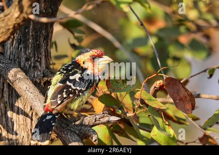 Crested Barbet, Blackr Stockfoto