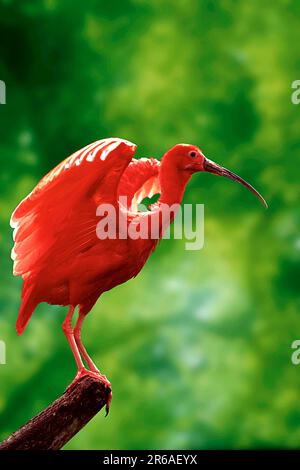 Scarlet Ibis (Eudocimus ruber), Scharlachsichler, Roter Sichler, [Vogel, Voegel, Vögel, südamerika, Tiere, Tiere, aussen, draußen Stockfoto