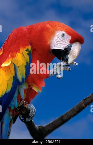 Scharlachmaka, Macaa (Ara) (Papageien) (Vogel) (Vögel) (südamerika) (Tiere) (draußen) (außen) (Zweig) Stockfoto