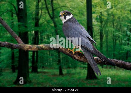 Hobby (Falco subbuteo), Baumfalke, [Europa, europa, Vogel, Voegel, Vögel, Greifvoegel, Tiere, Tiere, aussen, Outdoor, Ast, Branch, Baum, Baum Stockfoto