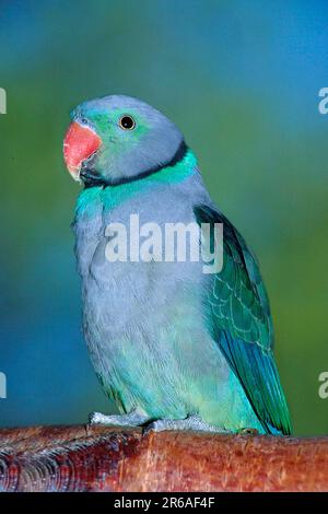 Malabarsittich (Psittacula columboides) (Sittiche) (Papageien) (Vögel) (asien) (Sittiche) (Tiere) (außen) (außen) (Seite) (vertikal) Stockfoto
