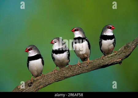 Diamond Firetails (Stagonopleura guttata), Diamantfinken, Diamantamadinen, [Prachtfinken, Vogel, Voegel, Vögel, Haustier, Heimtier, Haustier, Australien Stockfoto