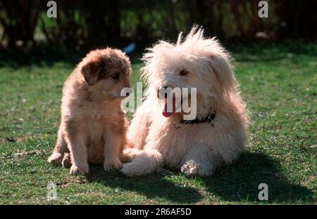 Schäferpudel, mit Welpen, 9 Wochen alt, deutscher Schäferhund Stockfoto