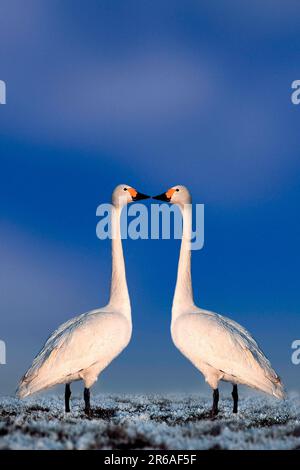 Schwan (Cygnus columbianus bewicki) (Vögel) (Vögel) (Vögel) (asien) (Europa) (Tiere) (außen) (außen) (Seite) (stehend) (Erwachsener) (Paar) Stockfoto