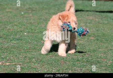 Schafspudel, Welpe, 9 Wochen, mit Spielzeug, Alter deutscher Schäferhund Stockfoto