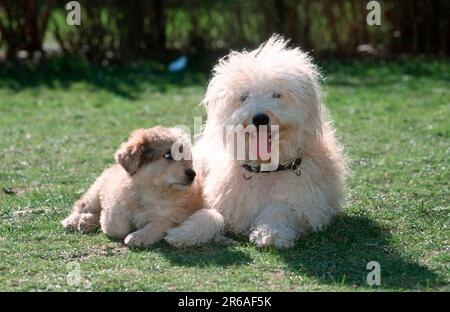 Schäferpudel, mit Welpen, 9 Wochen alt, deutscher Schäferhund Stockfoto