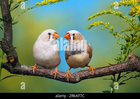 Zebrafinken (Taeniopygia guttata), Wangen, Paar Stockfoto
