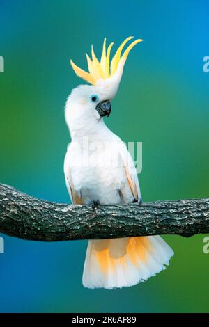 Triton Cockatoo (Cacatua galerita triton), großer Schwefelkakadu Stockfoto